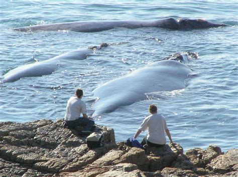 Whale watching season in Hermanus